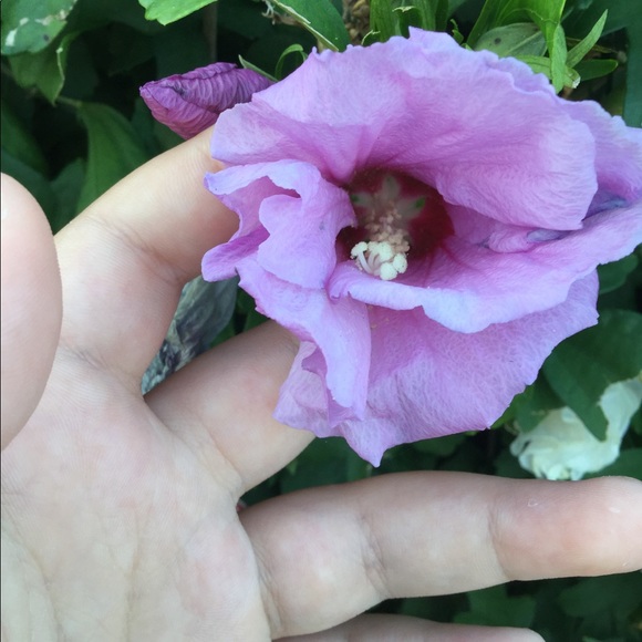 Meet your Posher, Caroline - Picture 2 of 2